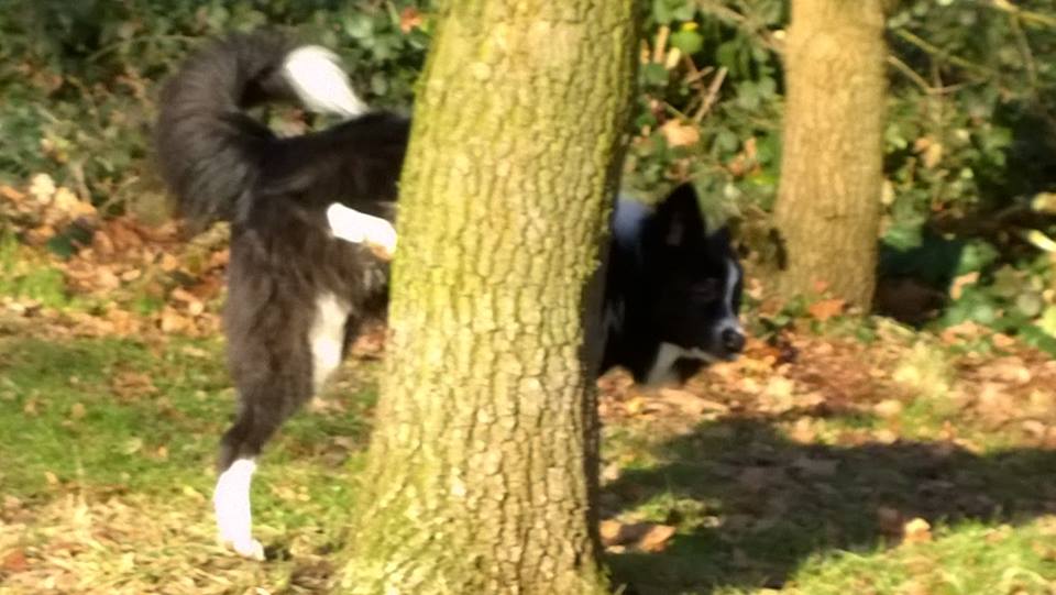 Bild "KURZ NOTIERT:Jaimie-hebt-Bein.jpg"